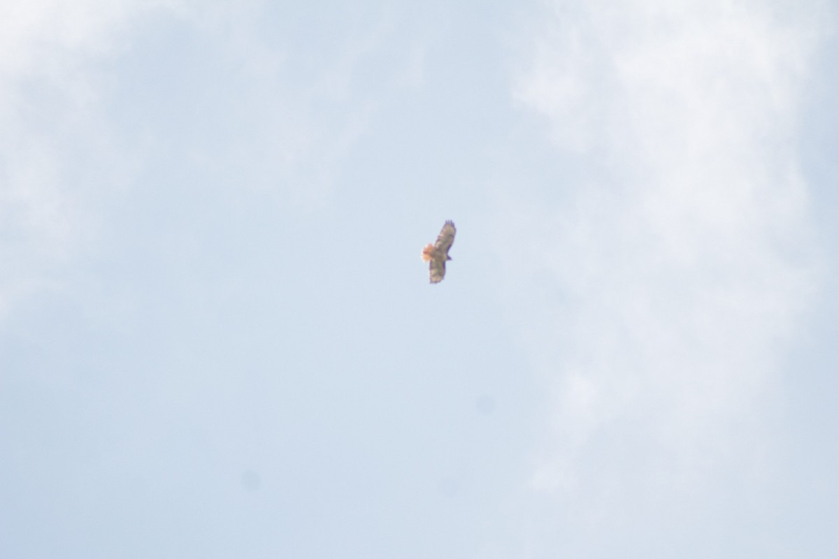 Red-tailed Hawk - ML487552051