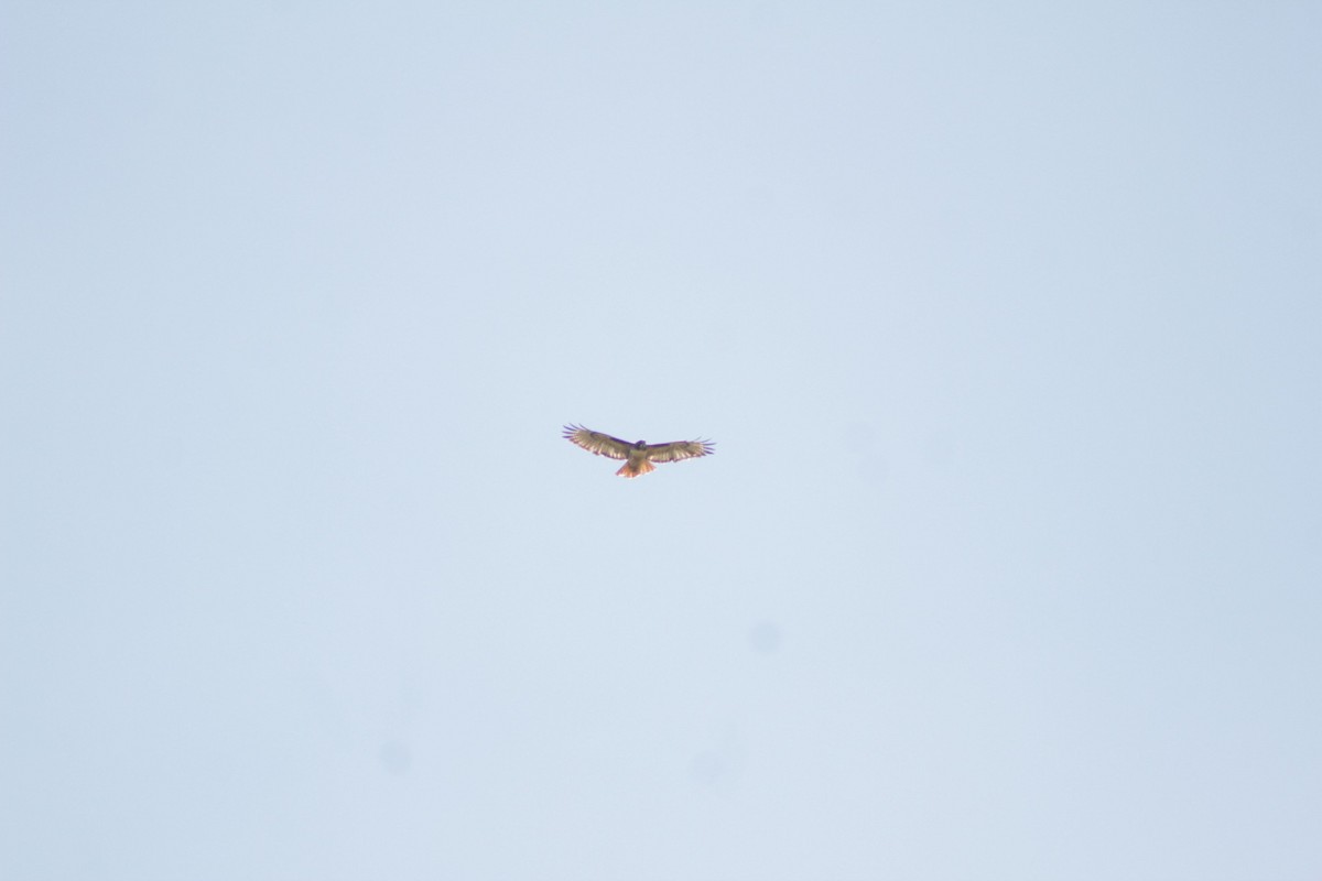 Red-tailed Hawk - ML487552111