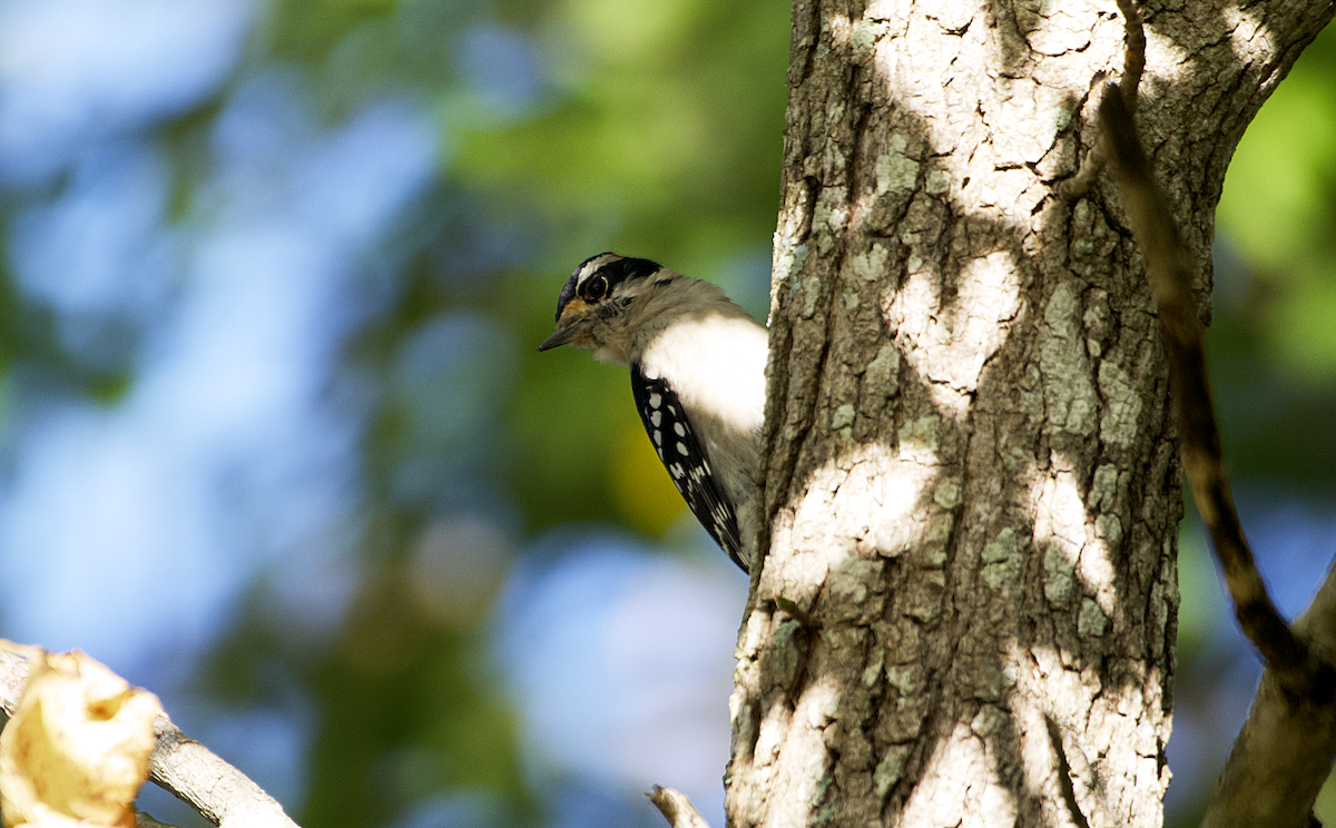 Downy Woodpecker - ML487552151