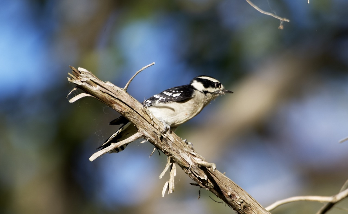 Downy Woodpecker - ML487552231