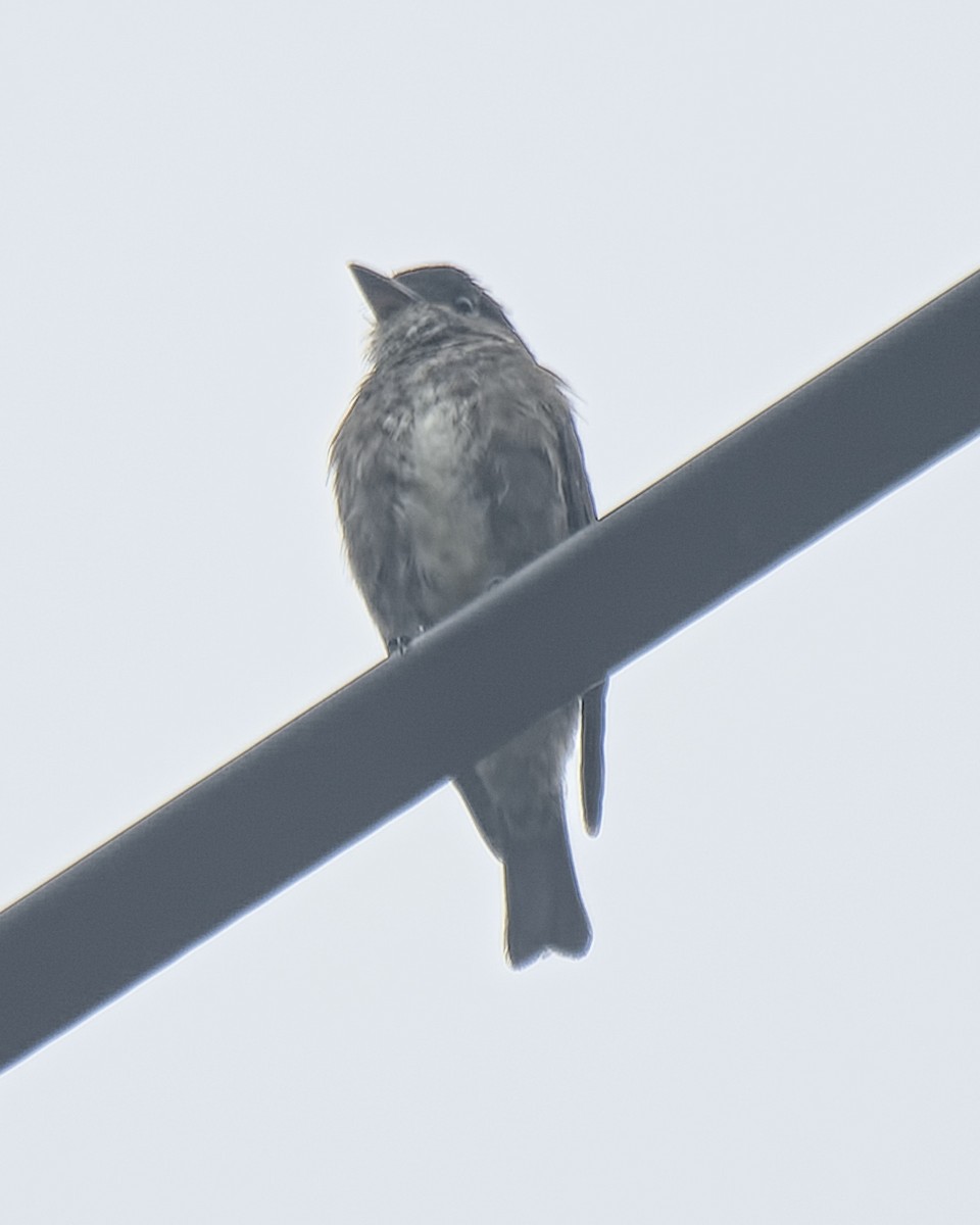 Olive-sided Flycatcher - Michael Rieser