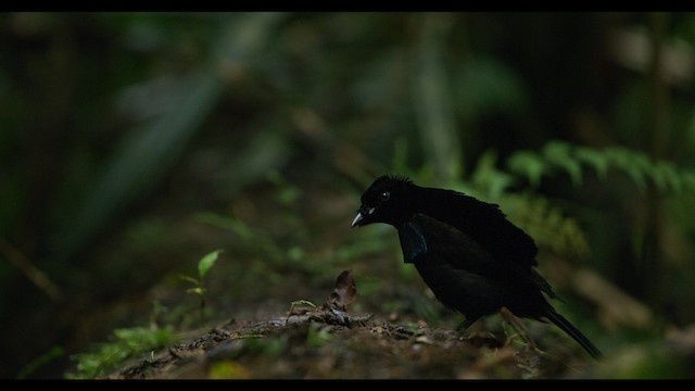 Ave del Paraíso Soberbia de Vogelkop - ML487553