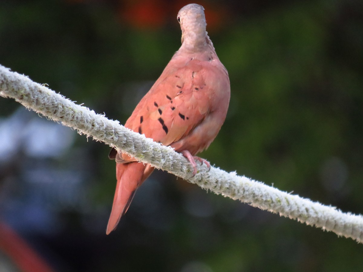 Ruddy Ground Dove - ML487553921