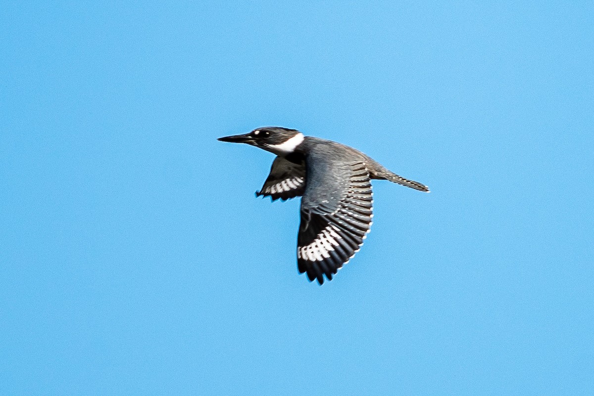 Belted Kingfisher - Isabelle Fortin-Rondeau