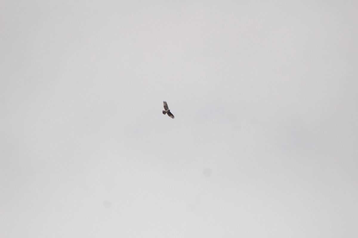 Red-tailed Hawk - ML487554531