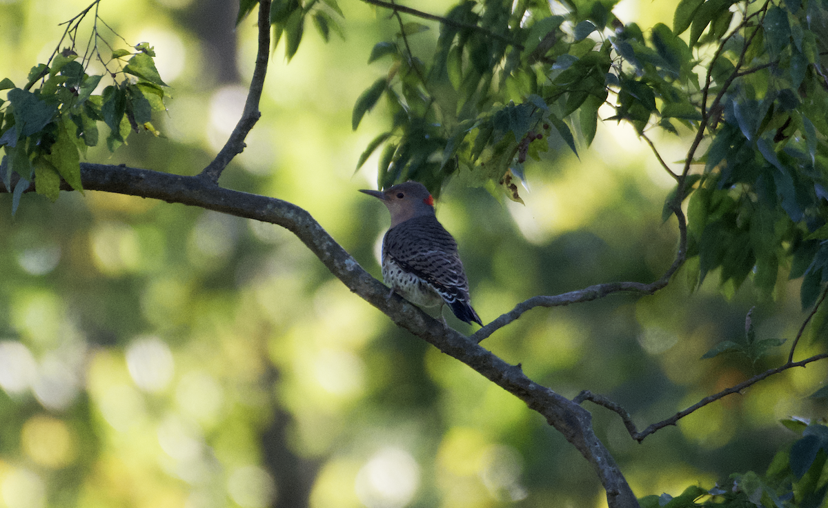 Northern Flicker - ML487554591