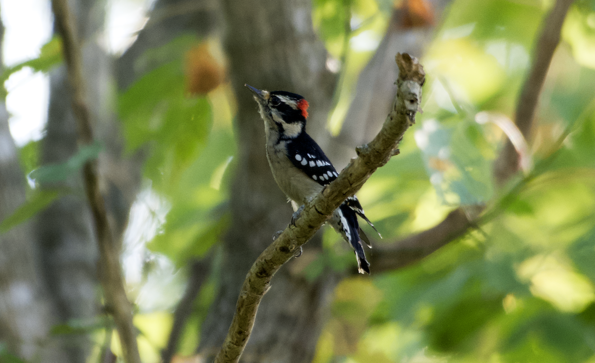 Downy Woodpecker - ML487554621