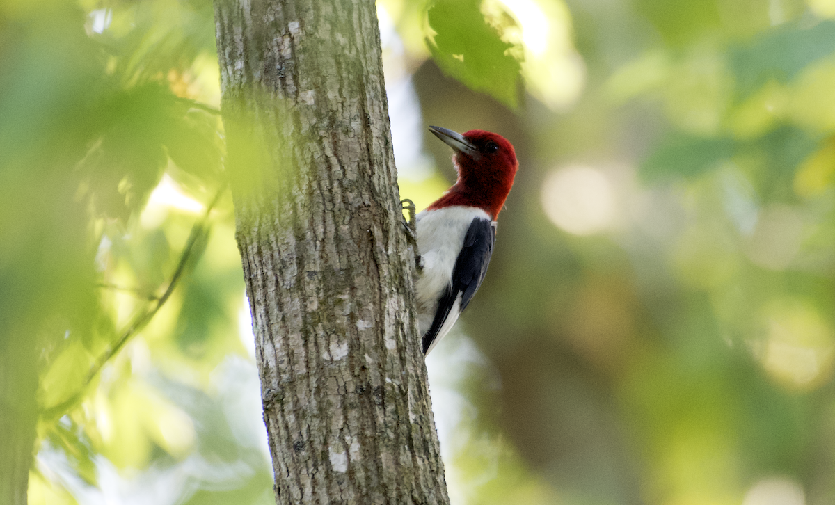 Red-headed Woodpecker - ML487554651