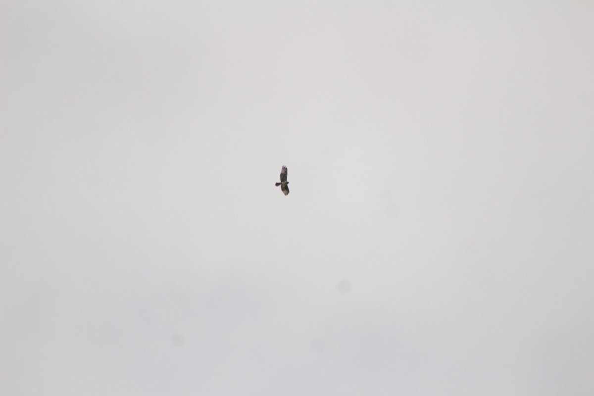 Red-tailed Hawk - ML487554751