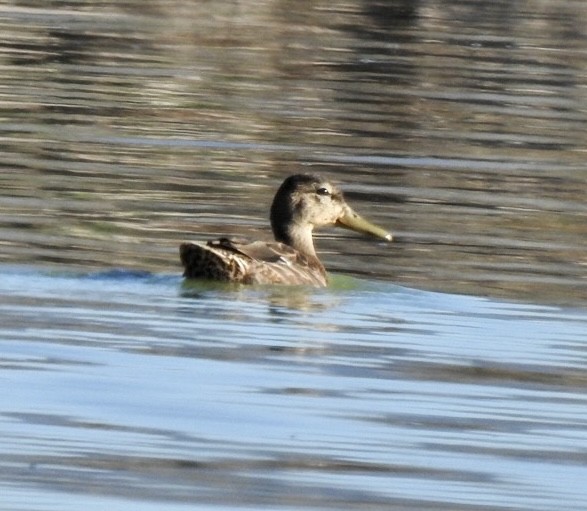 Mexican Duck - ML487554871