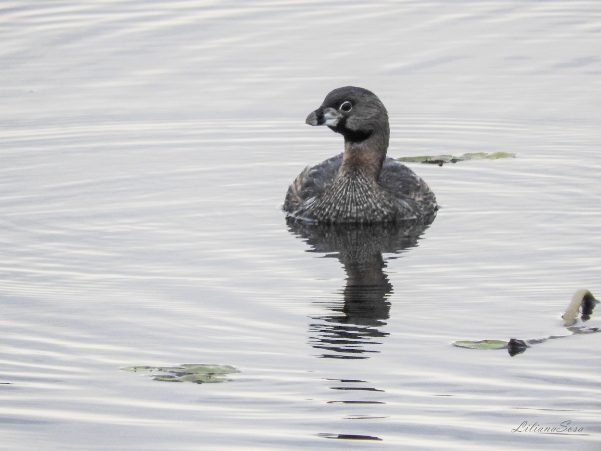 Pied-billed Grebe - ML487555831