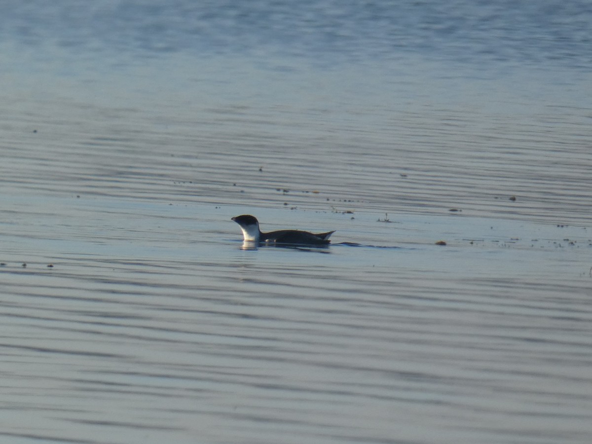 Guillemot à cou blanc - ML487556161