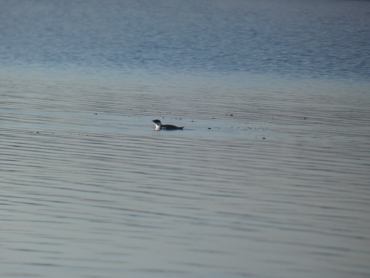 Guillemot à cou blanc - ML487556181