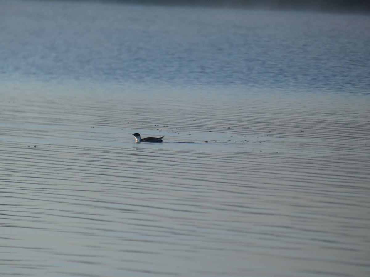 Ancient Murrelet - River Corcoran