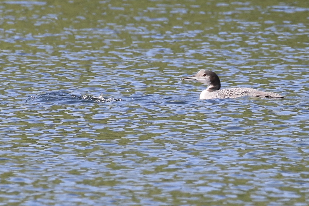 Common Loon - ML487556741