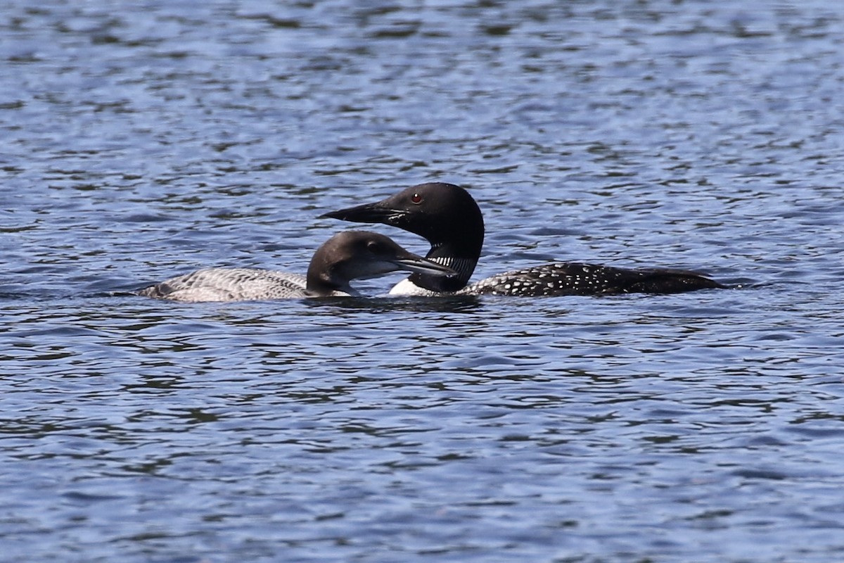 Common Loon - ML487556761