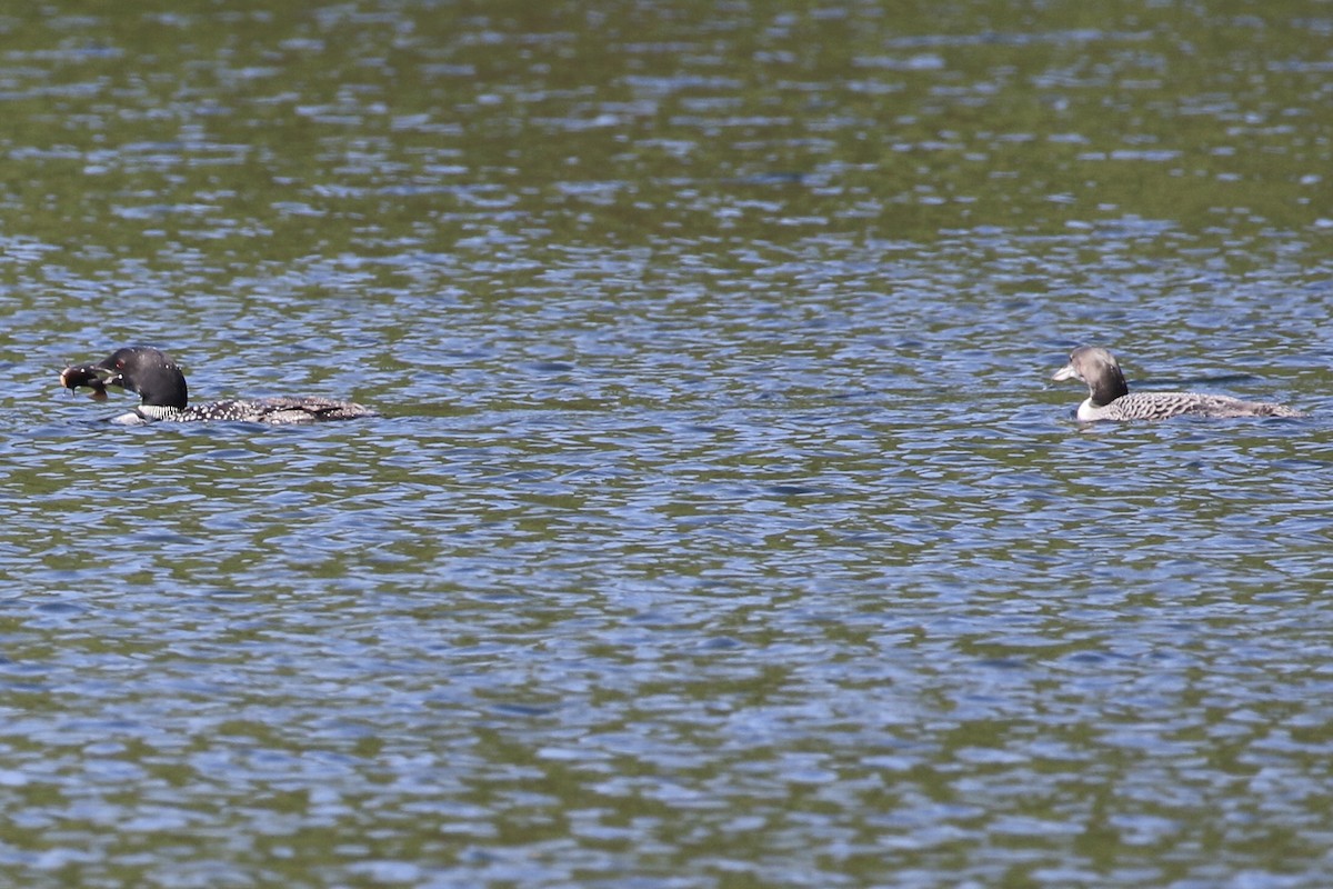 Common Loon - Malinda Chapman