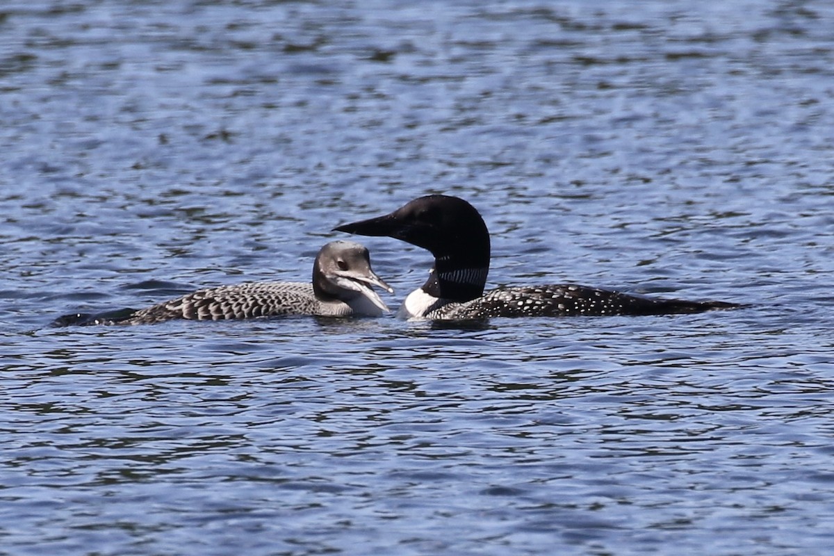 Common Loon - ML487556781