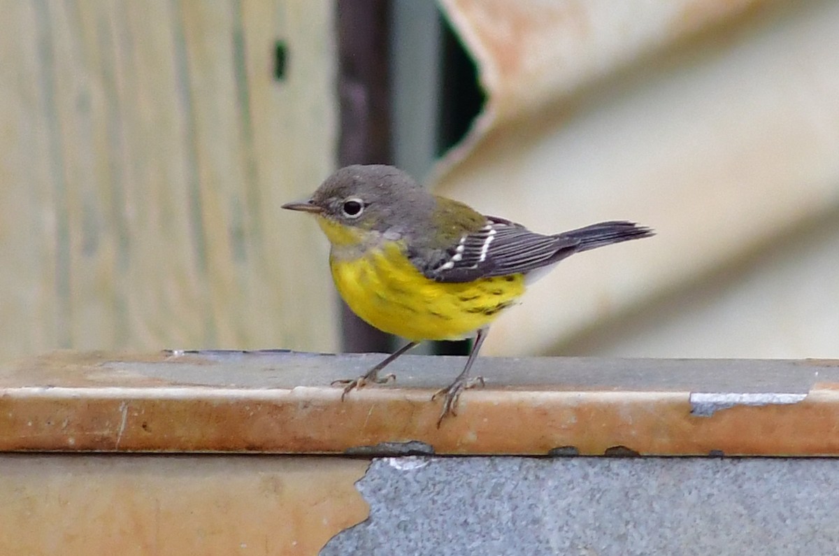 Magnolia Warbler - ML487558581