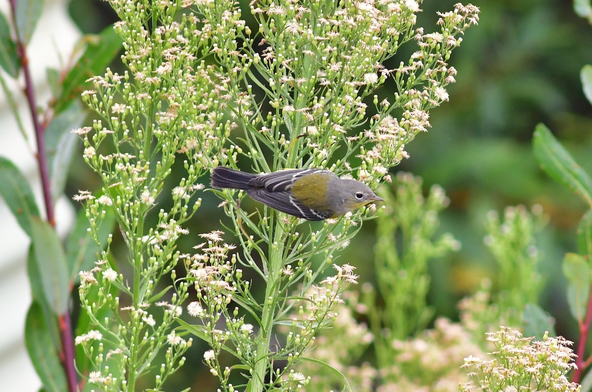 Magnolia Warbler - ML487558591