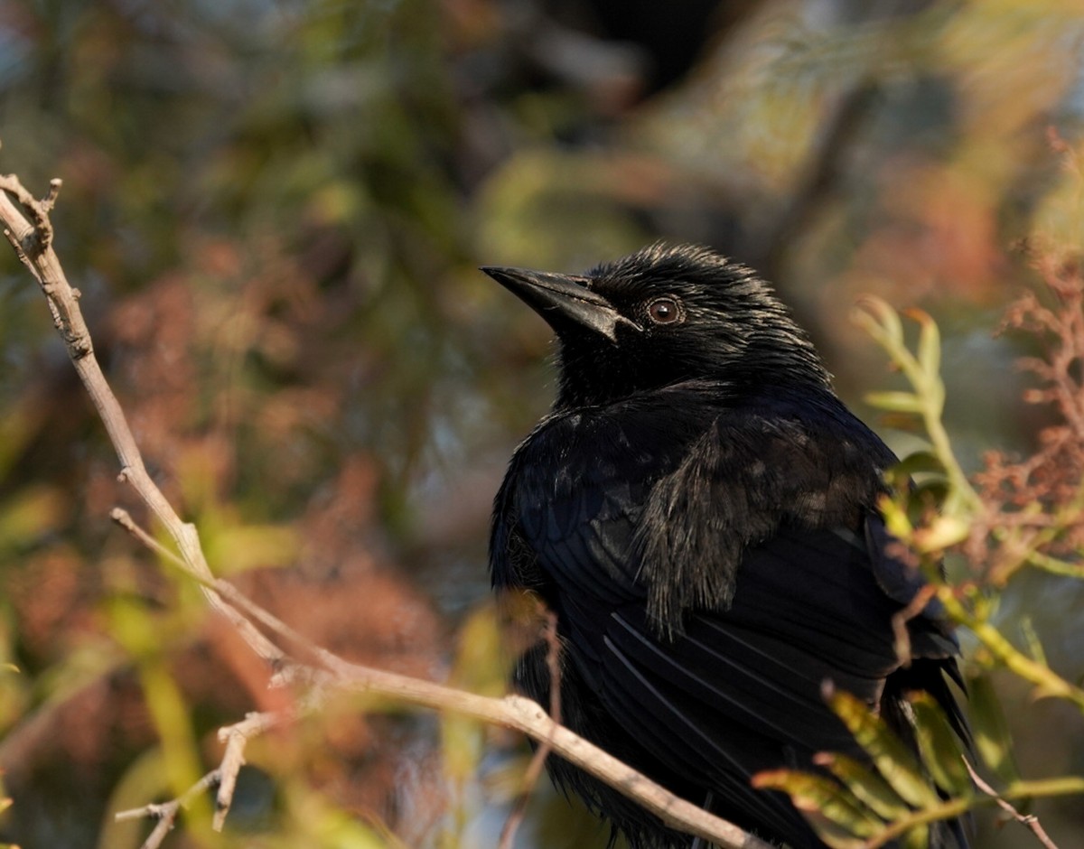 Austral Blackbird - ML487559871