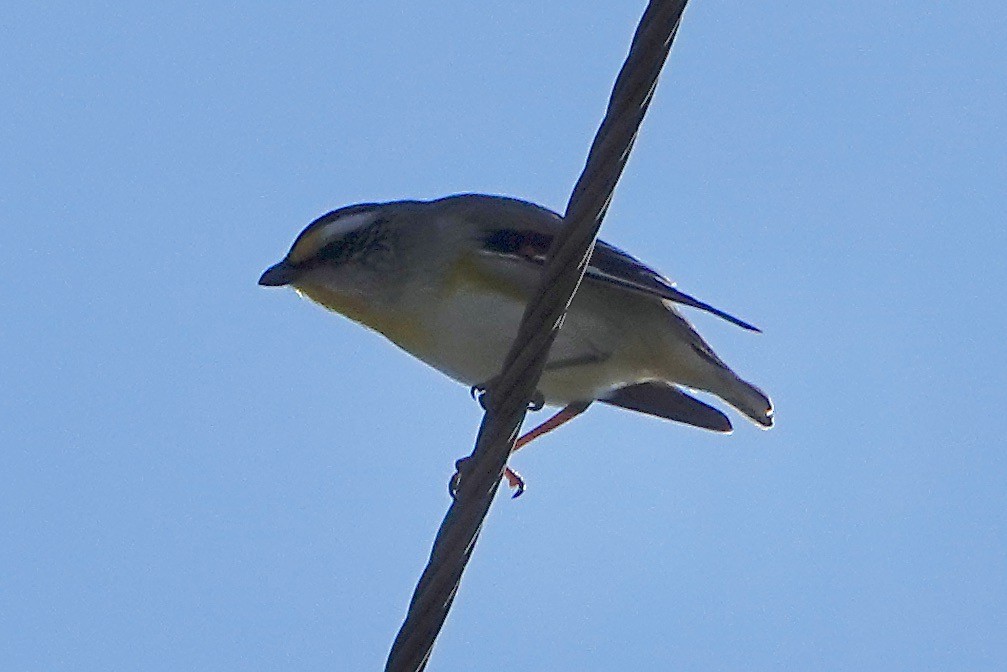 Streifenpanthervogel - ML487559931