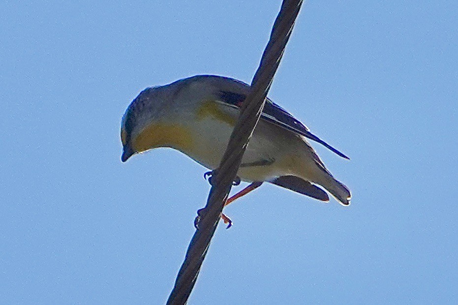 Streifenpanthervogel - ML487559941