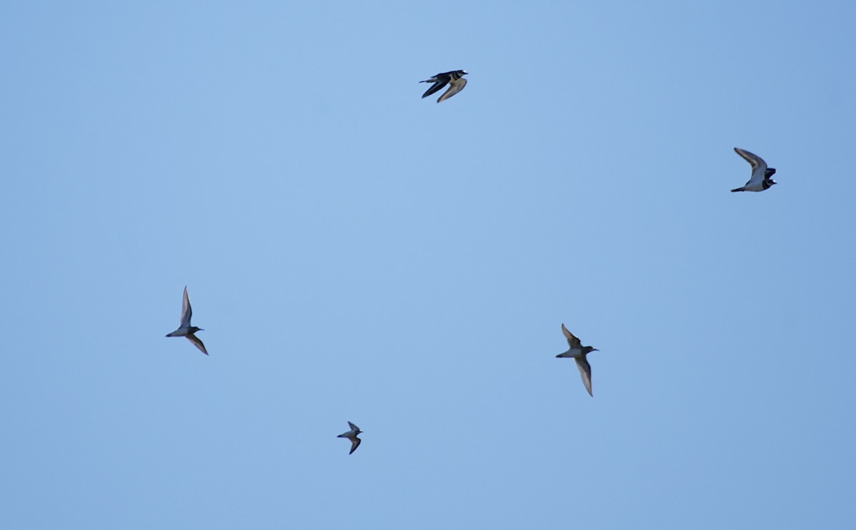 Орог элсэг - ML487560871