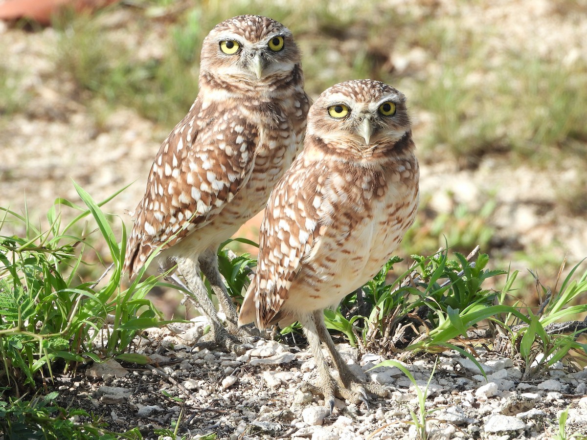 Burrowing Owl - Glenda Tromp