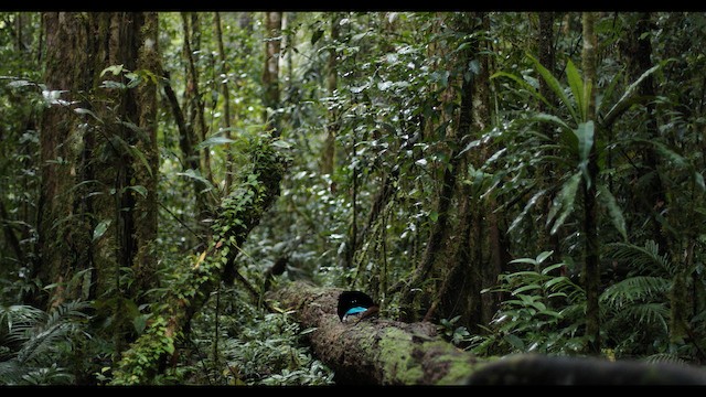 Ave del Paraíso Soberbia de Vogelkop - ML487562