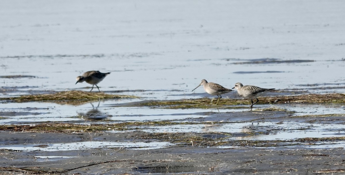 Long-billed Dowitcher - Tom Sullivan