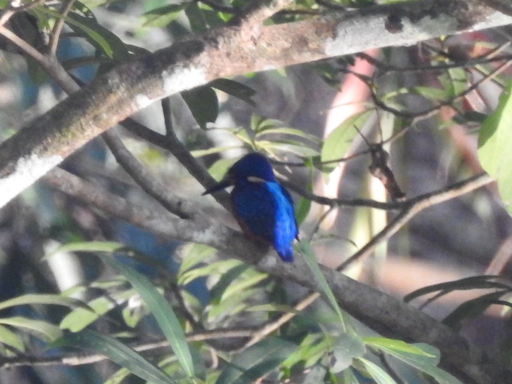 Blue-eared Kingfisher - Judy Matsuoka