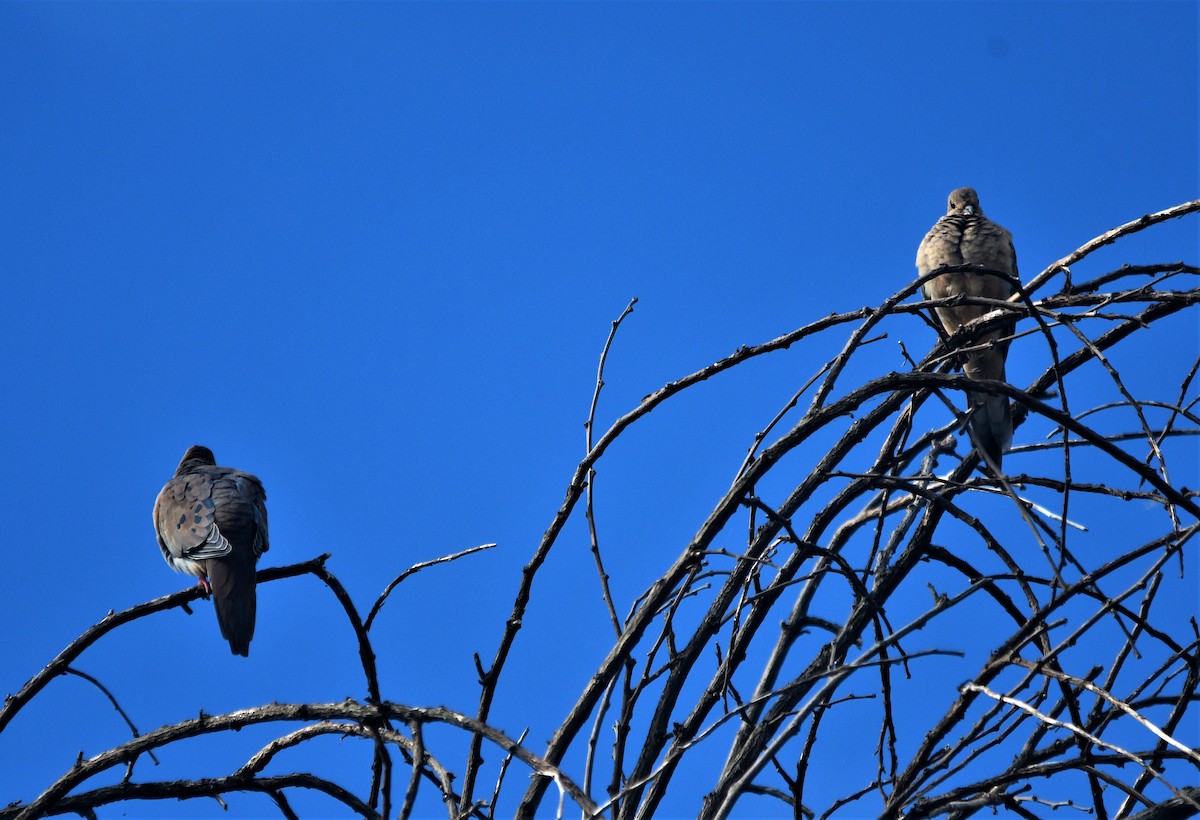 Mourning Dove - ML487563461