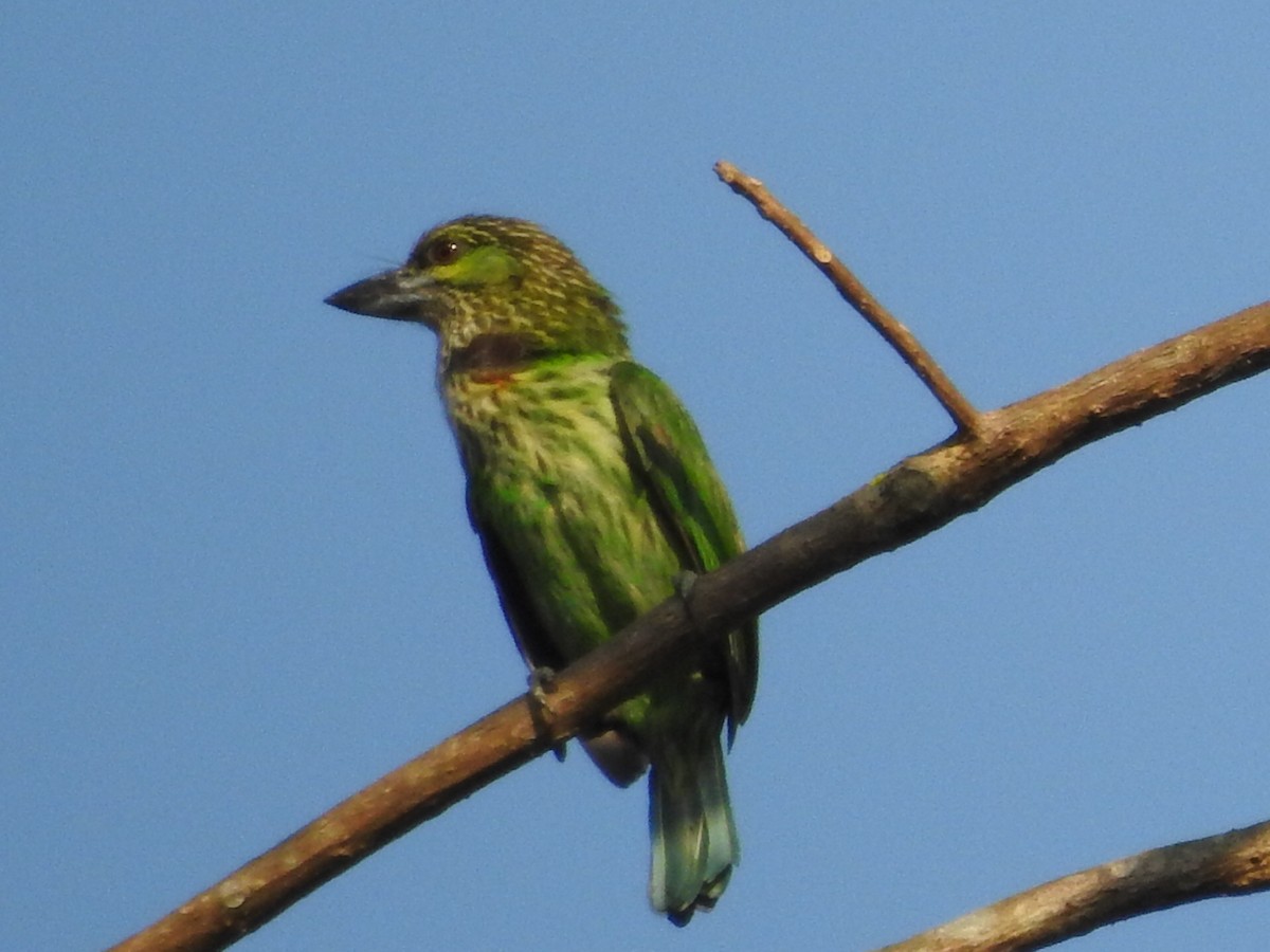 Green-eared Barbet - ML48756351
