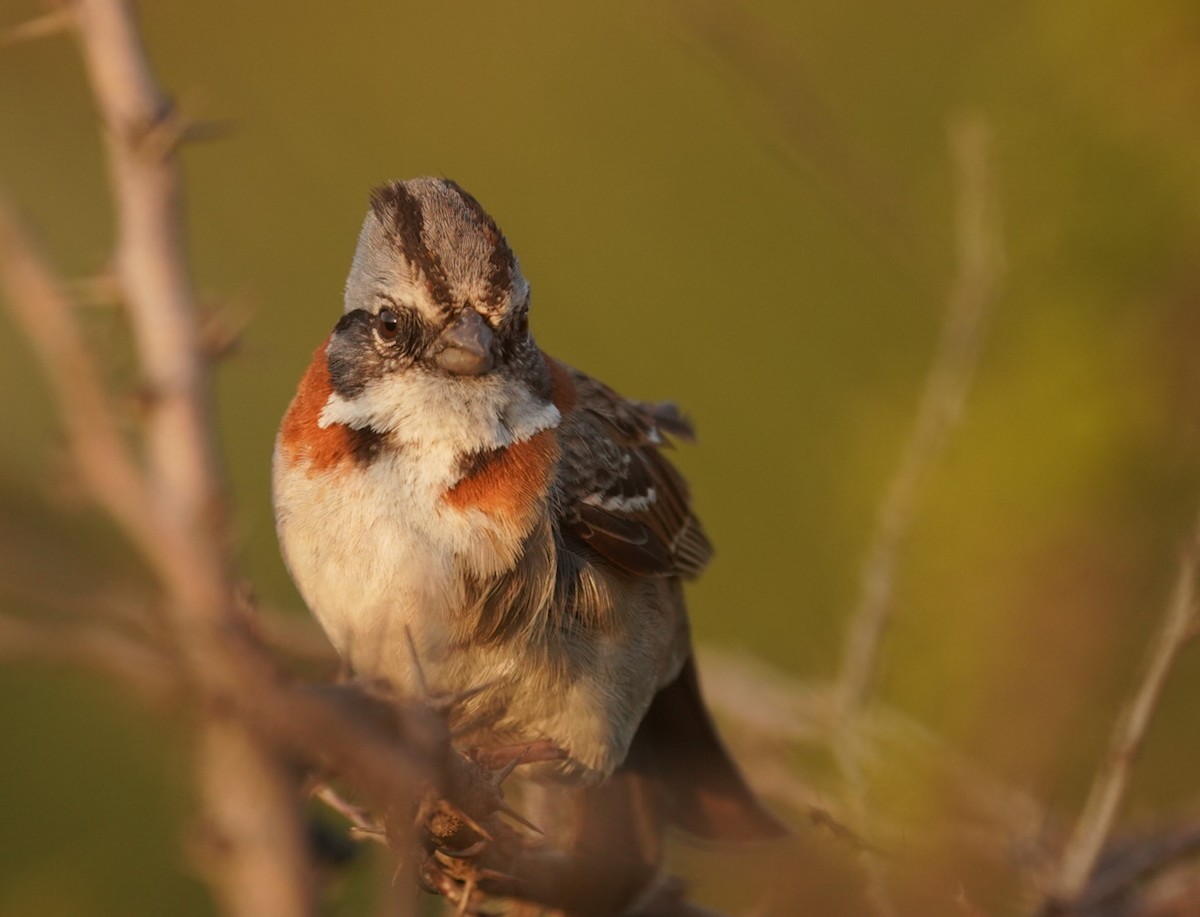 Rufous-collared Sparrow - ML487564361