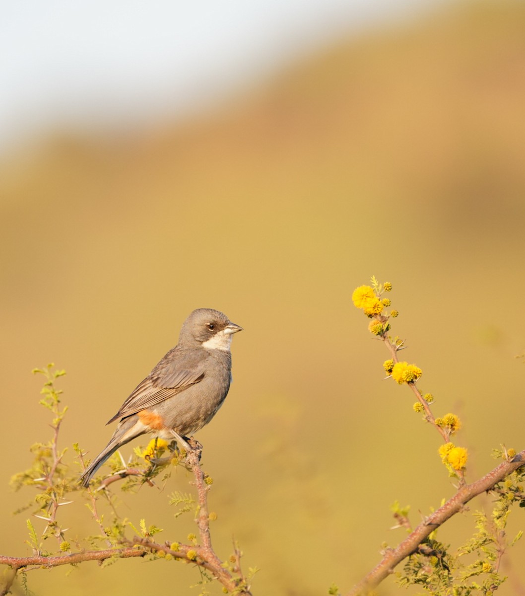 Diuca Finch - ML487564391