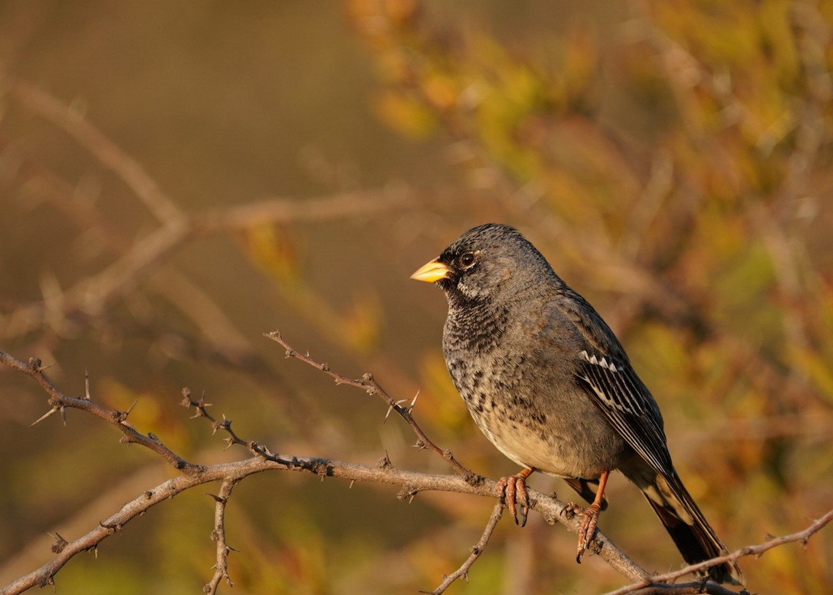 Mourning Sierra Finch - ML487564471