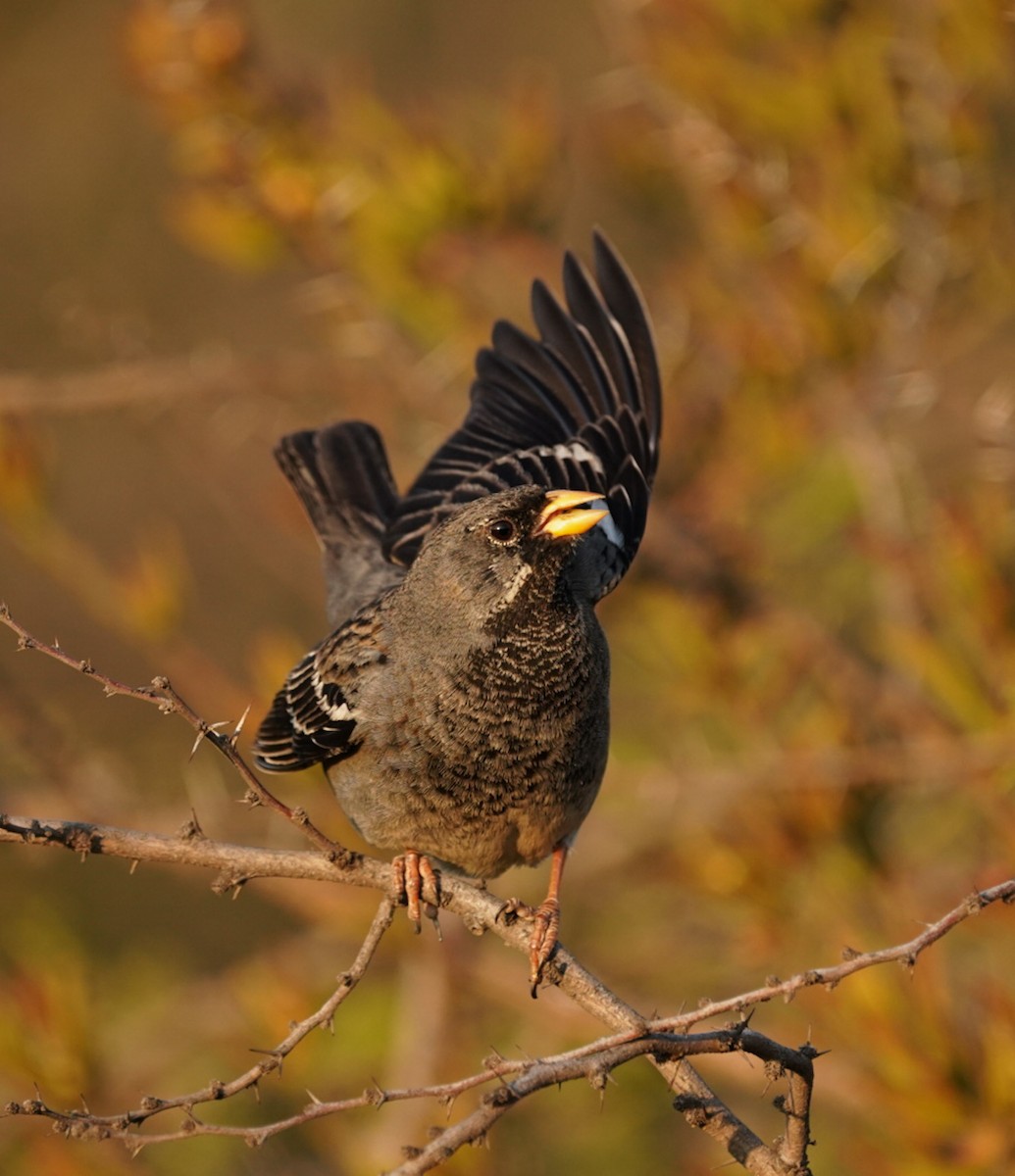 Mourning Sierra Finch - ML487564481