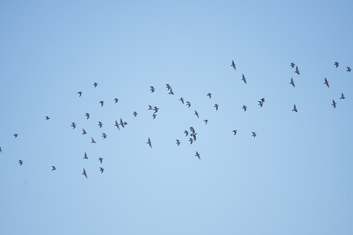 Хиазатын багийн зүйл - ML487564751