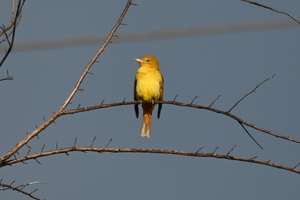 Summer Tanager - ML487564841