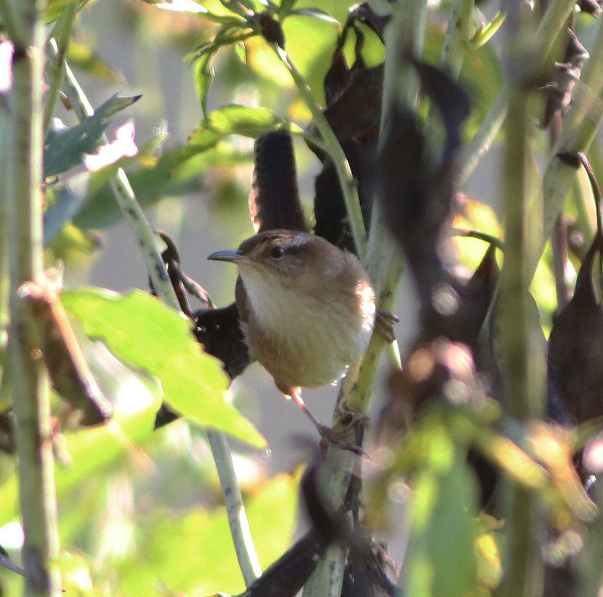 Marsh Wren - ML487566661