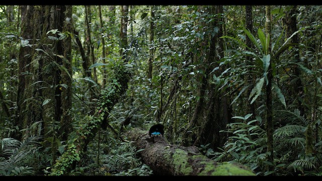 Ave del Paraíso Soberbia de Vogelkop - ML487567