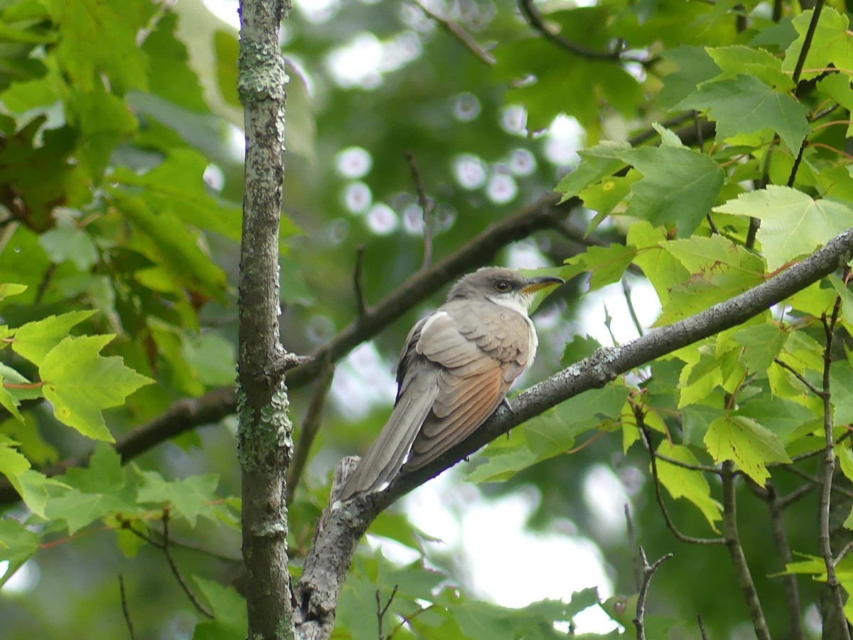 Yellow-billed Cuckoo - Mathias Bitter