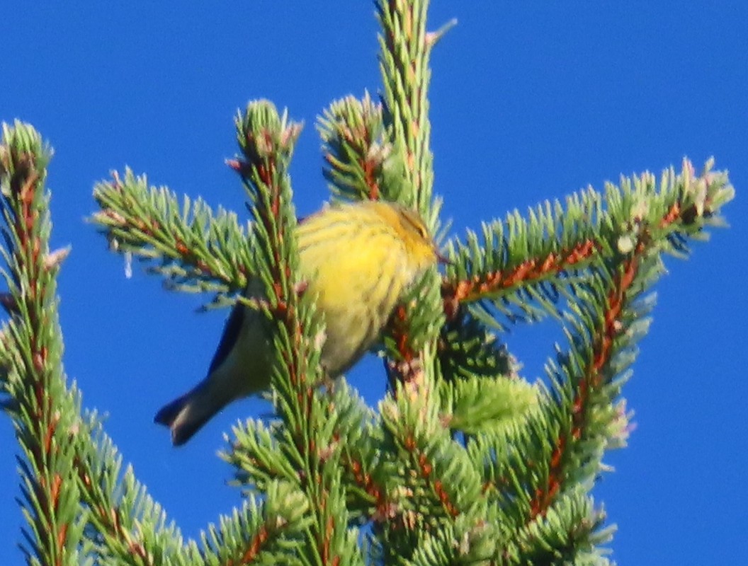 Cape May Warbler - ML487567761