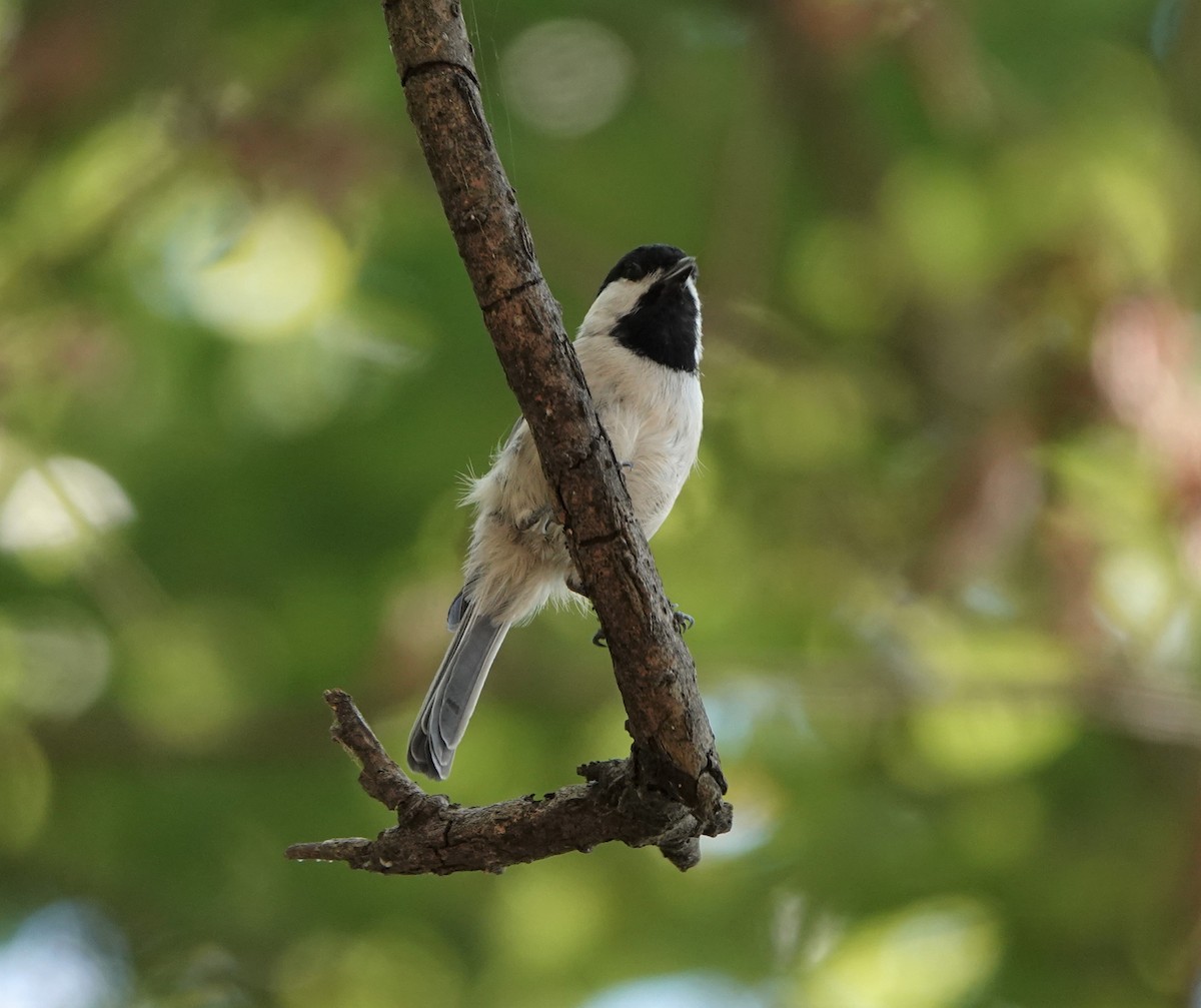 Carolina Chickadee - ML487567901