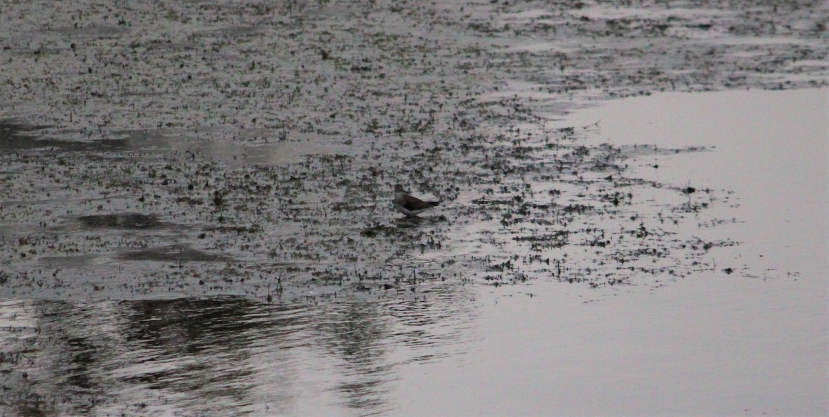 Solitary Sandpiper - ML487568681