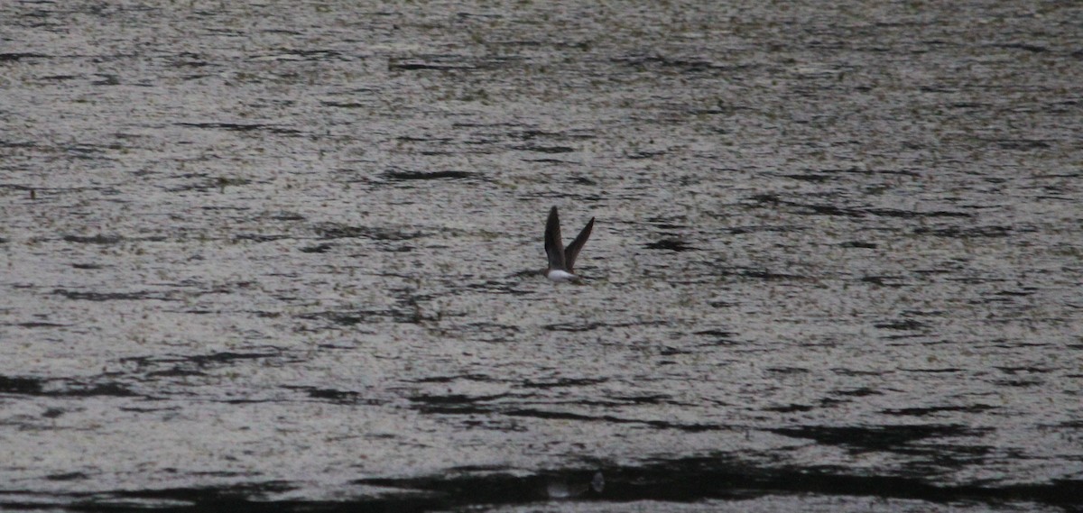 Solitary Sandpiper - ML487568691