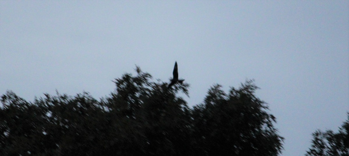 Common Nighthawk - ML487570051