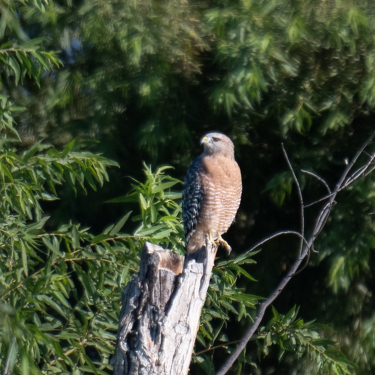 Red-shouldered Hawk - ML487570171