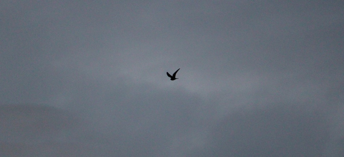 Common Nighthawk - ML487570771